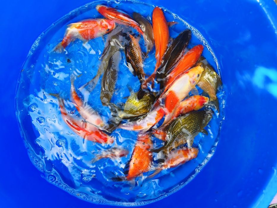 Carpas koi para vários gostos