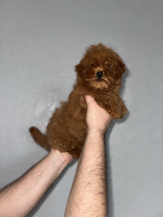 Мальтіпу чарівні малюки пошук люблячих родин