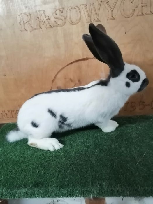 Samiec OSN rodowód Wysyłka