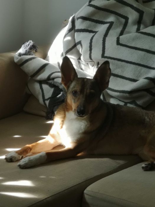 USIA szuka spokojnego, ciepłego, kochającego domku. Adopcja!