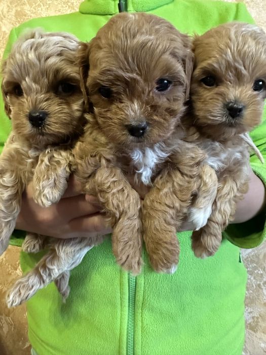 Мальтіпу хлопці та дівчата.