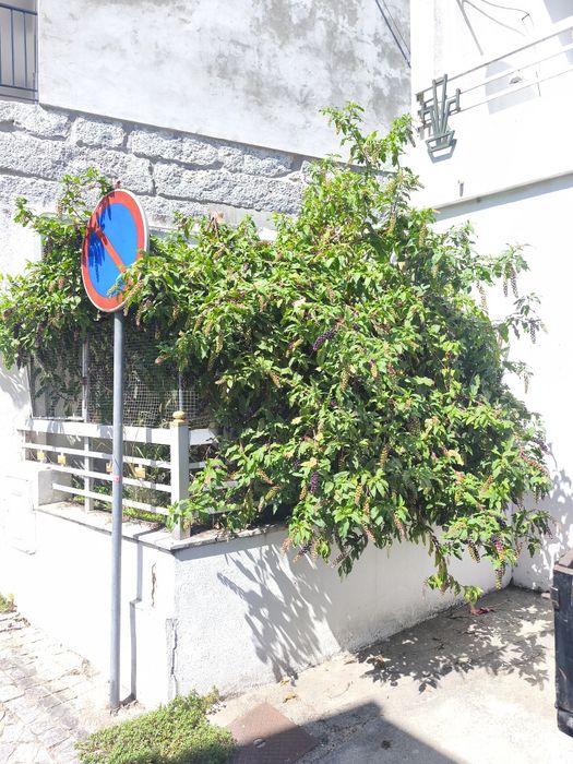 Limpezas de terrenos