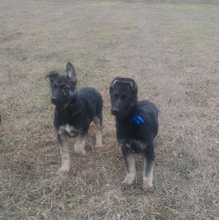 Щенки восточно-европейской овчарки