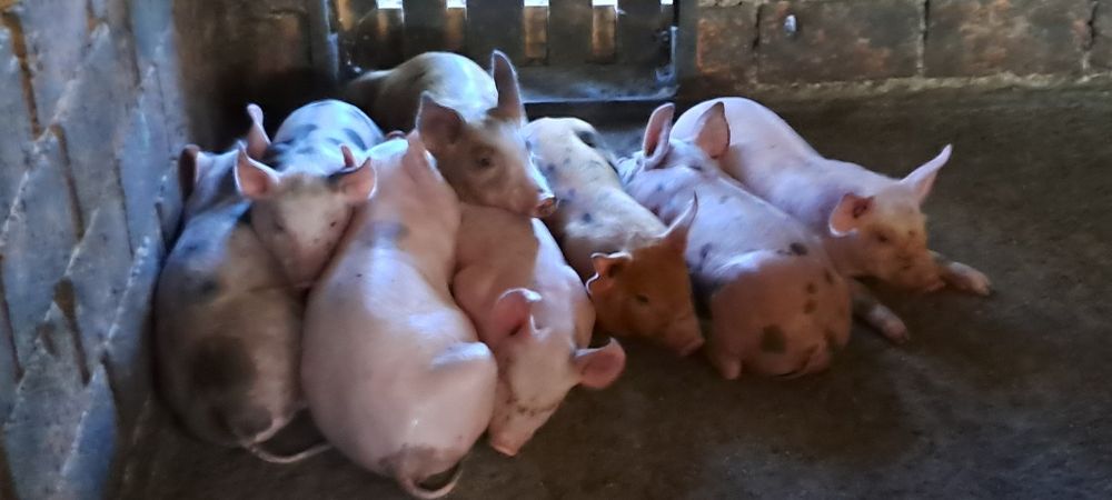 Поросята на відгудівлю