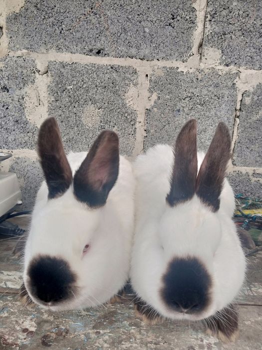 Продам кролі каліфорнійці по гарній лінії