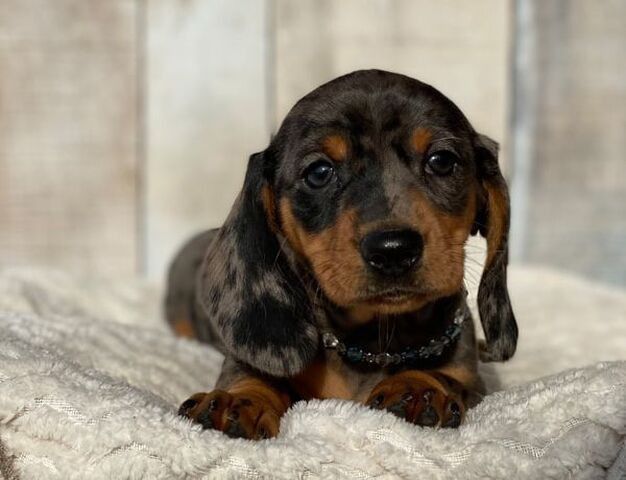 Маленькі мармурові такси. Дівчатка, 2 місяці