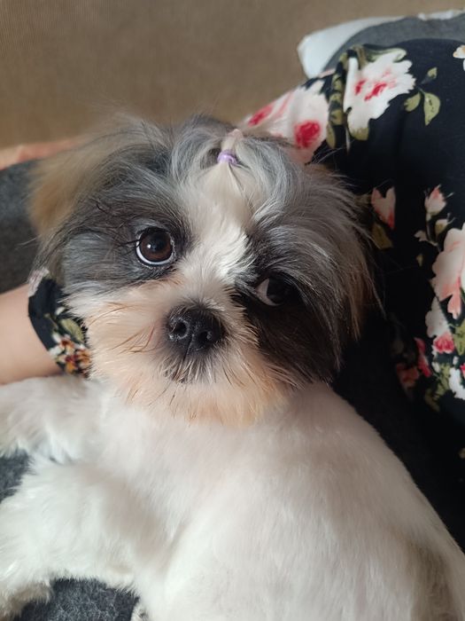 Ищем жениха для Девочки Шитцу