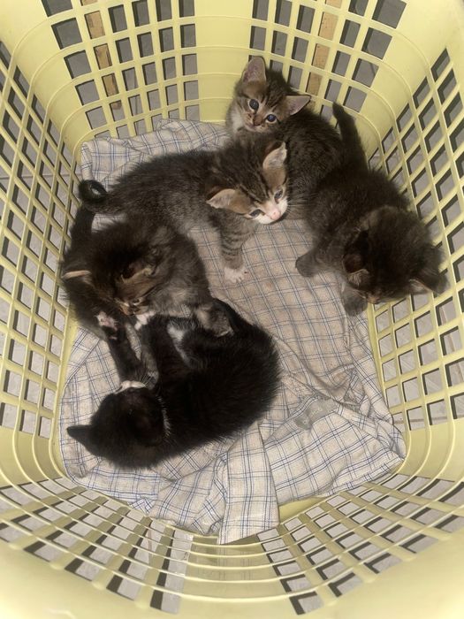 Gatos para adoção