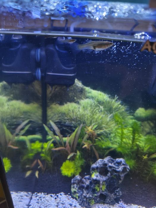 Oddam 5 rybek gupiki