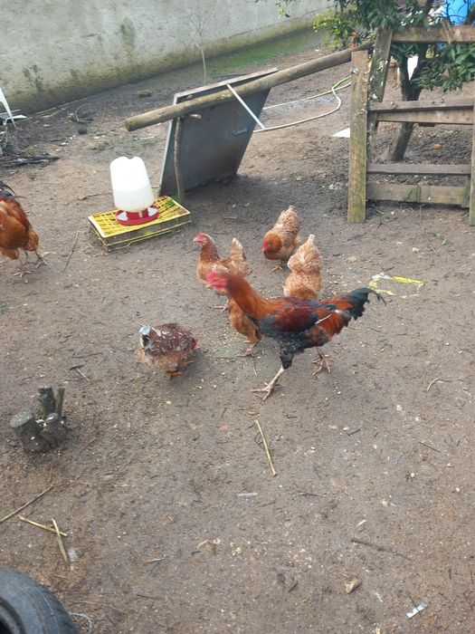 Vendo animais de quinta