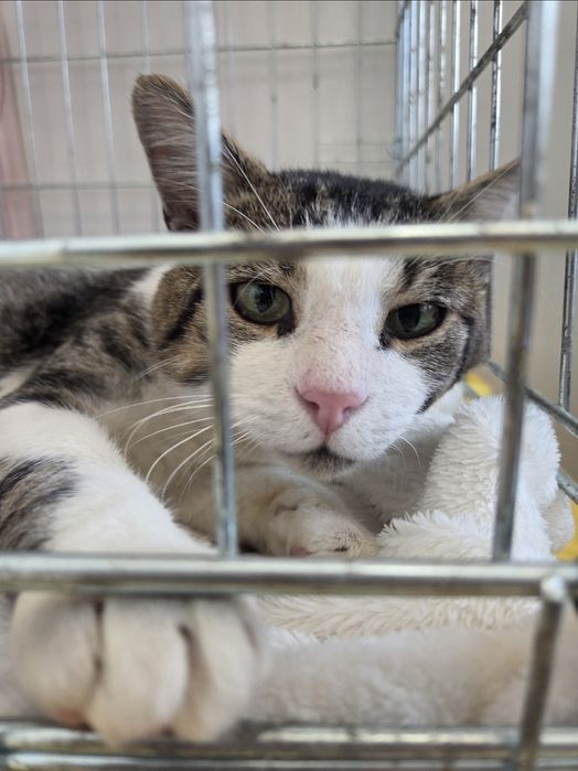 Кіт кот котик сіро-білий смугастий добрий і ласкавий шукає дім