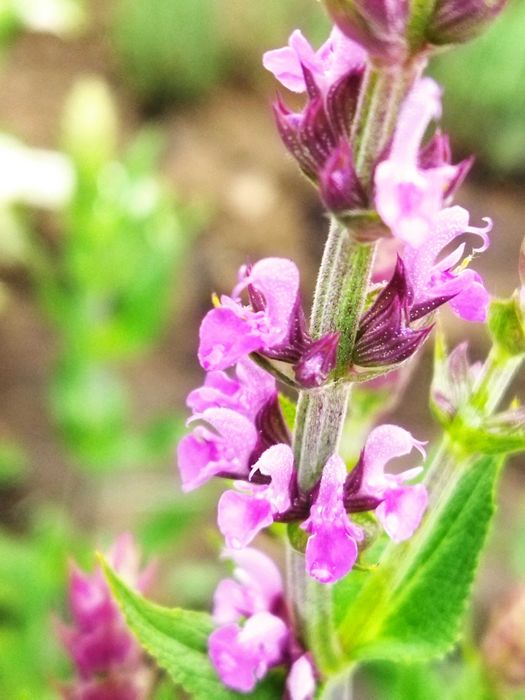 Саджанці шавлії лікарської,мускатної,. Карадонна Аметист, Пурпур. дощ