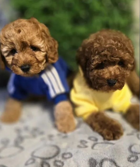 Хлопчики той пуделята неймовірні цуценята