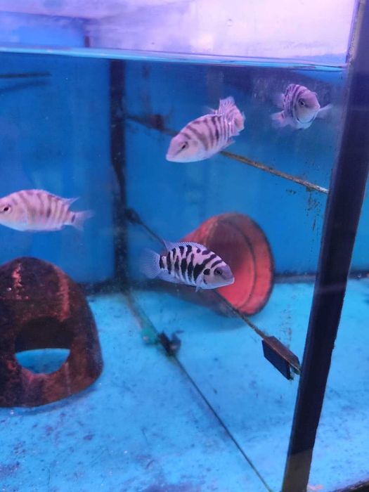 ciclideos americanos 4-6cm ler descrição