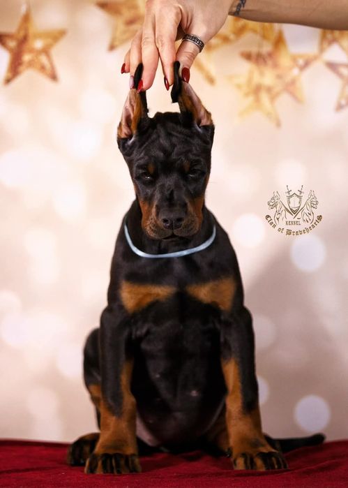 Топ дітки добермана.