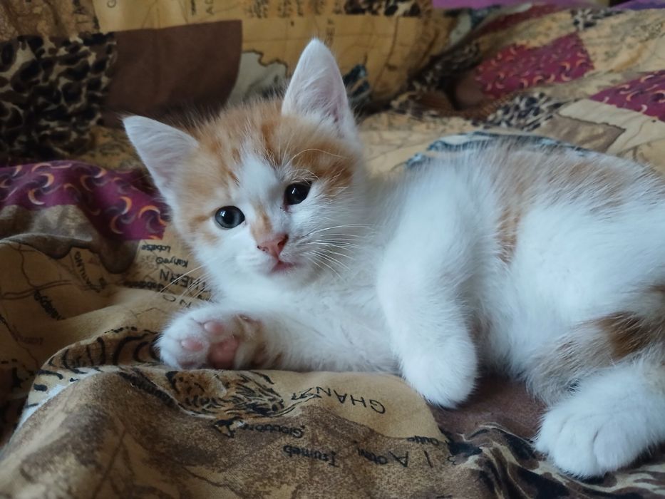 котики у добрі руки