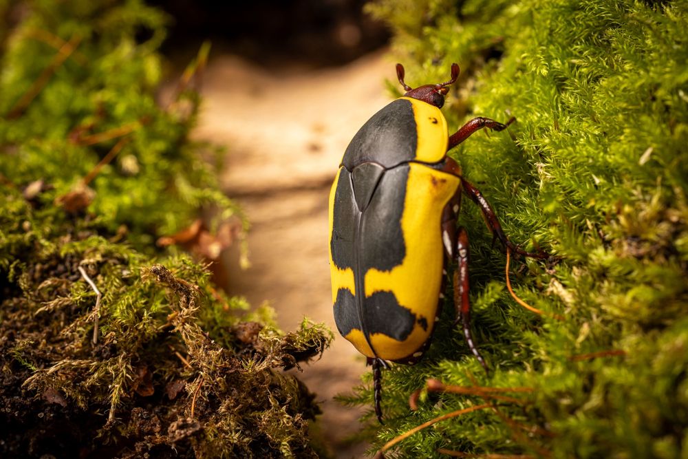 pachnoda marginata larwy oraz imago