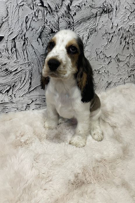 Piesek Cocker Spaniel Angielski bialo-sobolowe