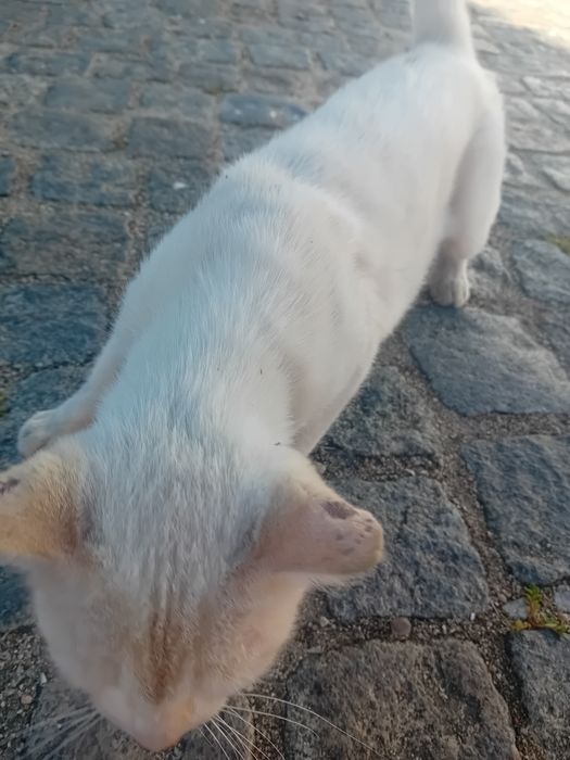 Urgente  gatinha muito meiga para adoção
