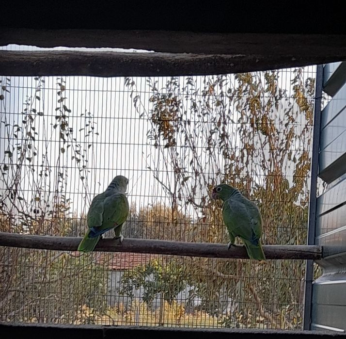 Amazona vinacea para venda