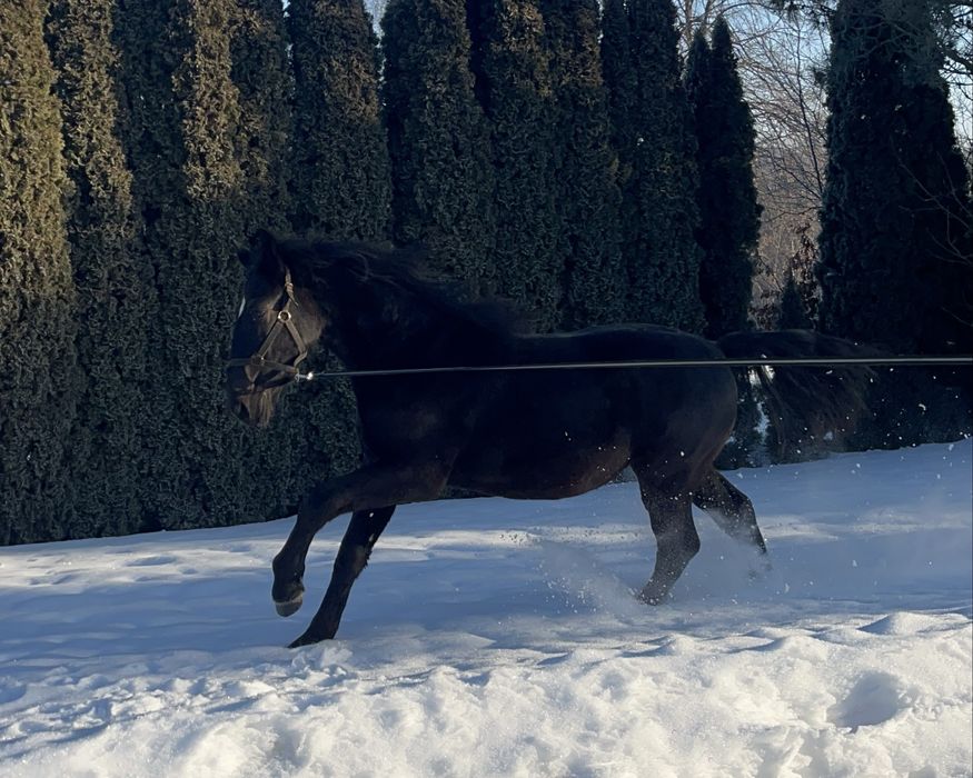 Ogier śląski Largo