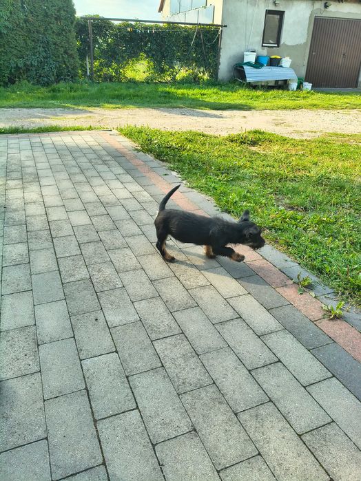 Jack Russell terrier