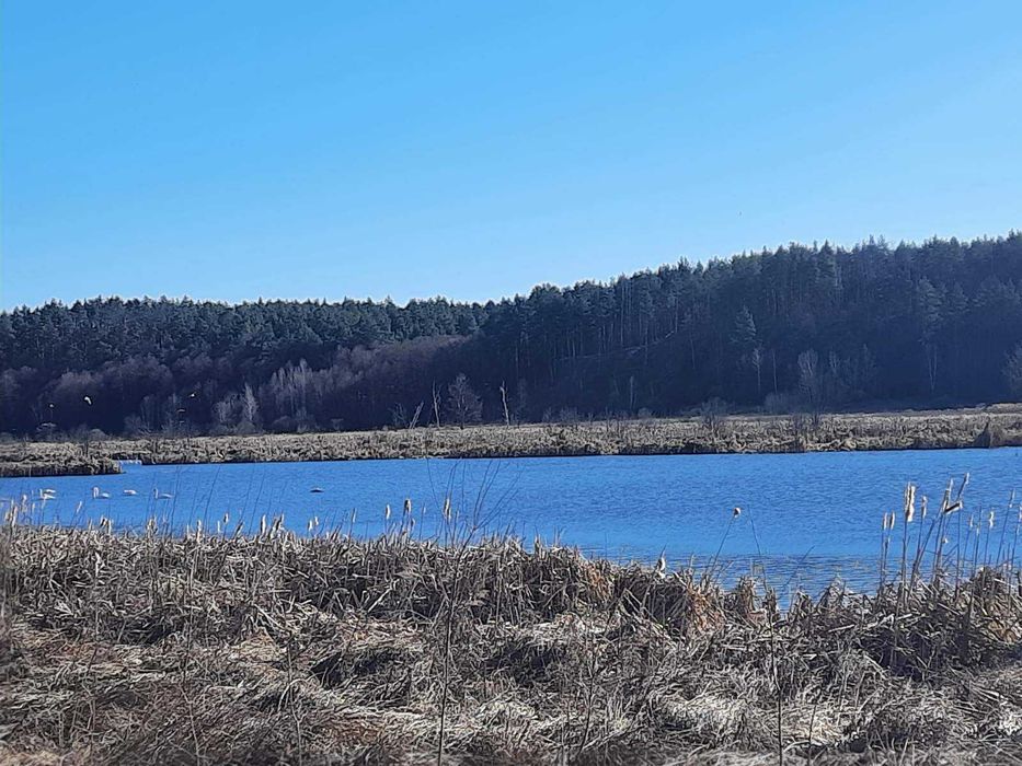 Синяк, 6 га, ОСГ.  Поруч річка Ірпінь