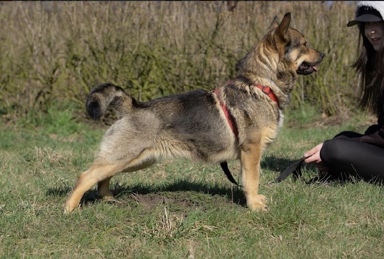 Łajka - urocza malutka sunia do adopcji