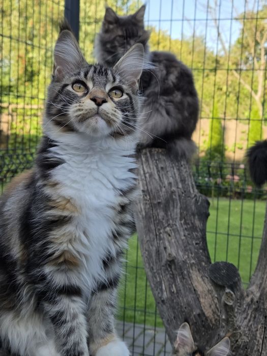 Kotka Maine Coon