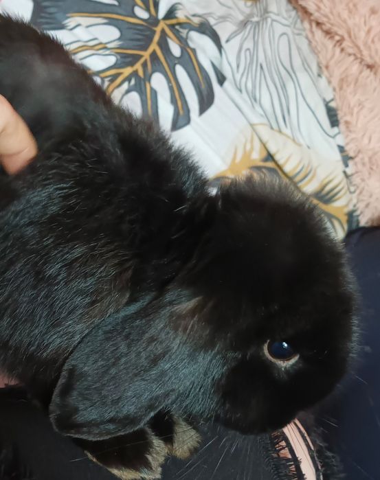 Czarny królik baranek miniaturka mini loop z klatką