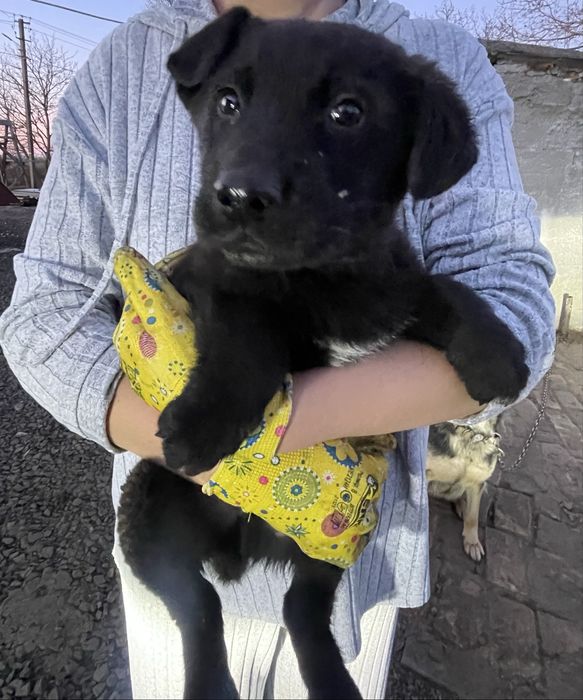 Цуценя, 3 місяці