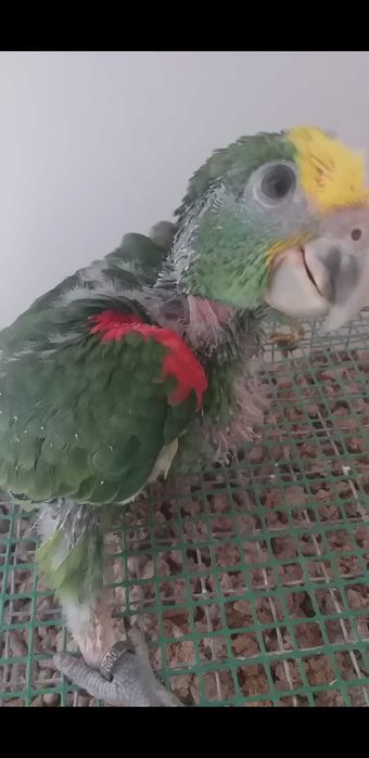 Amazona Oratrix ( Macho )