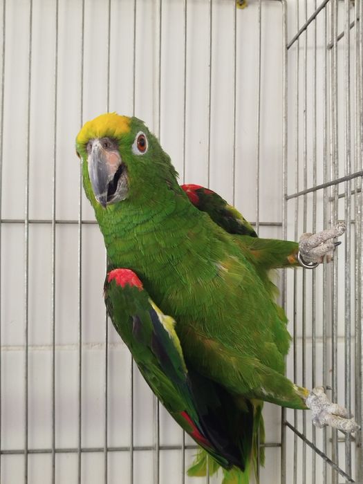 Fêmea adulta amazona ochrocephala
