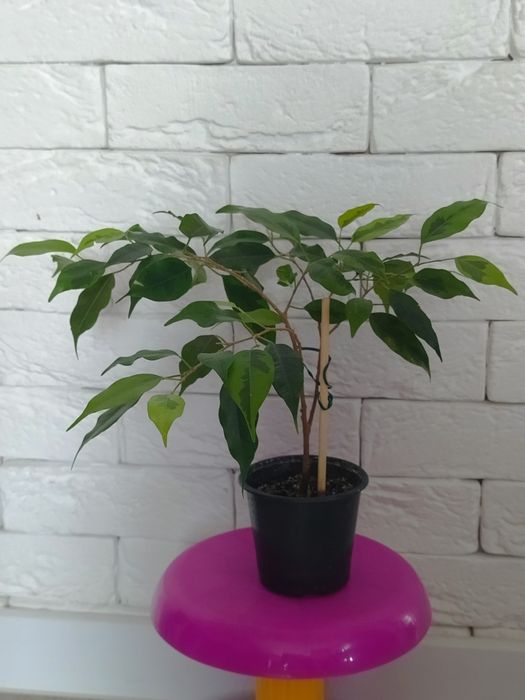 Фікус бенжаміна (Анастасія) Алоє Сансевієрія Алое Гастерія