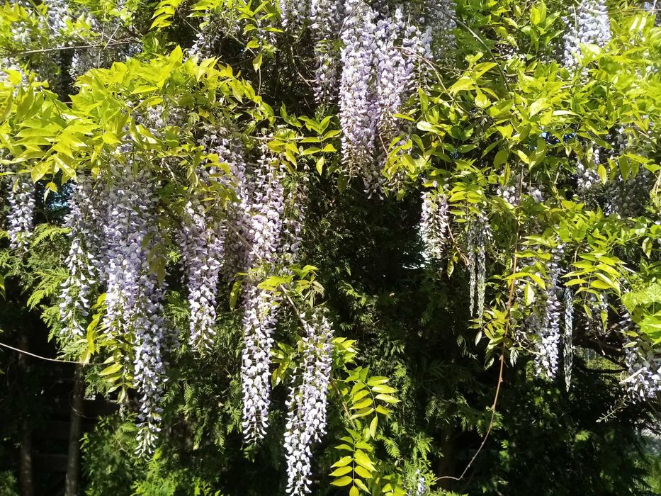 Glicynia chińska Wisteria sinensis