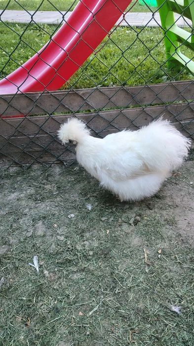 Silki silka sprzedam dwie kurki