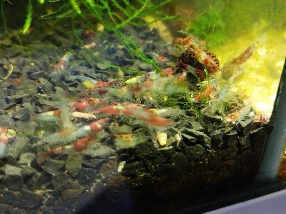 Camarões Neocaridinas Red Rili