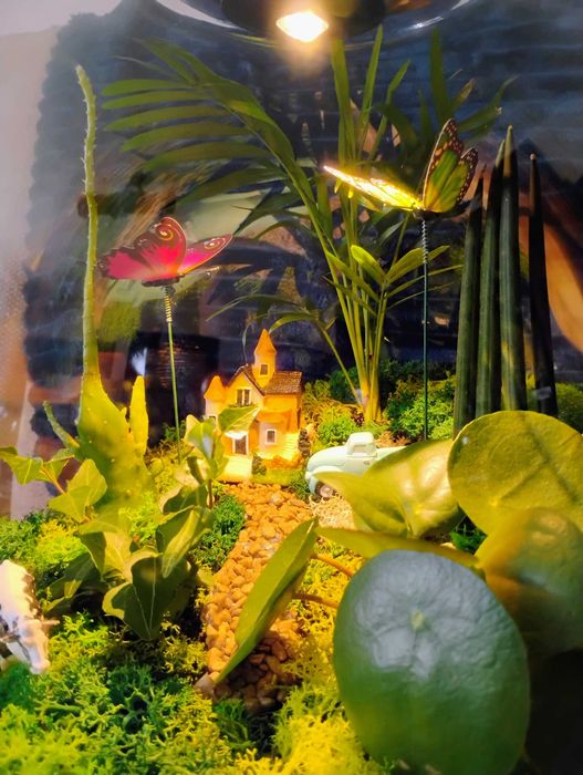 Las w szkle na prezent