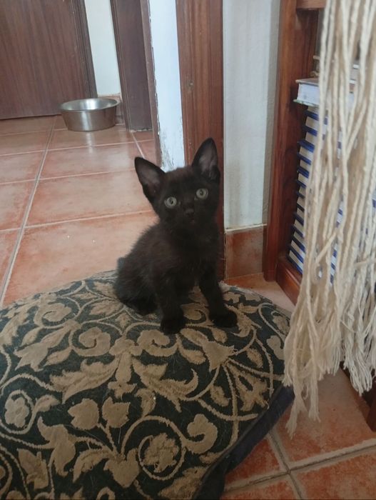 Dou gatinhos com cerca de mês e meio
