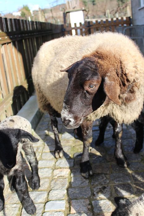 Ovelha sulfok com 3 crias