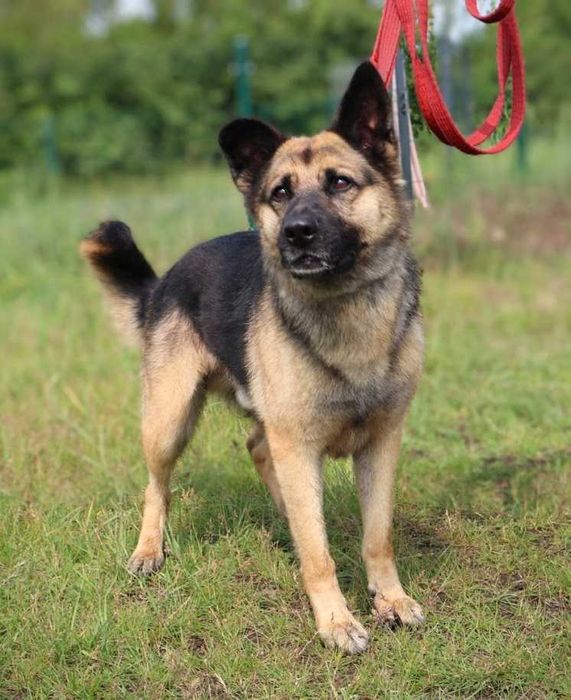 duży przyjazny pies czeka na dom