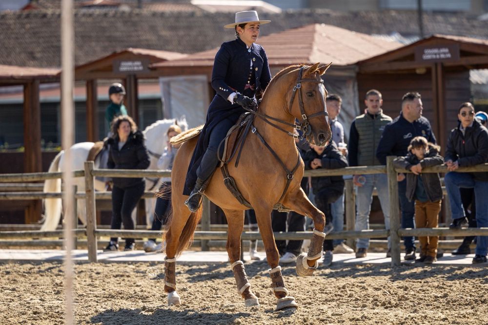 Cavalo manso com 10 anos