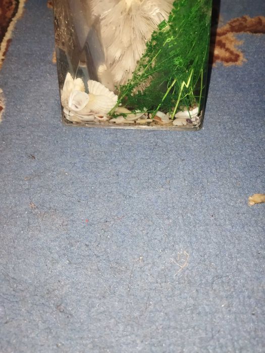 Йоржик для унітаза ракушки, водорості