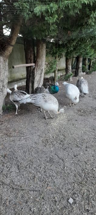 Pavões de várias cores: Branco, Asa negra, Azul e Arlequim