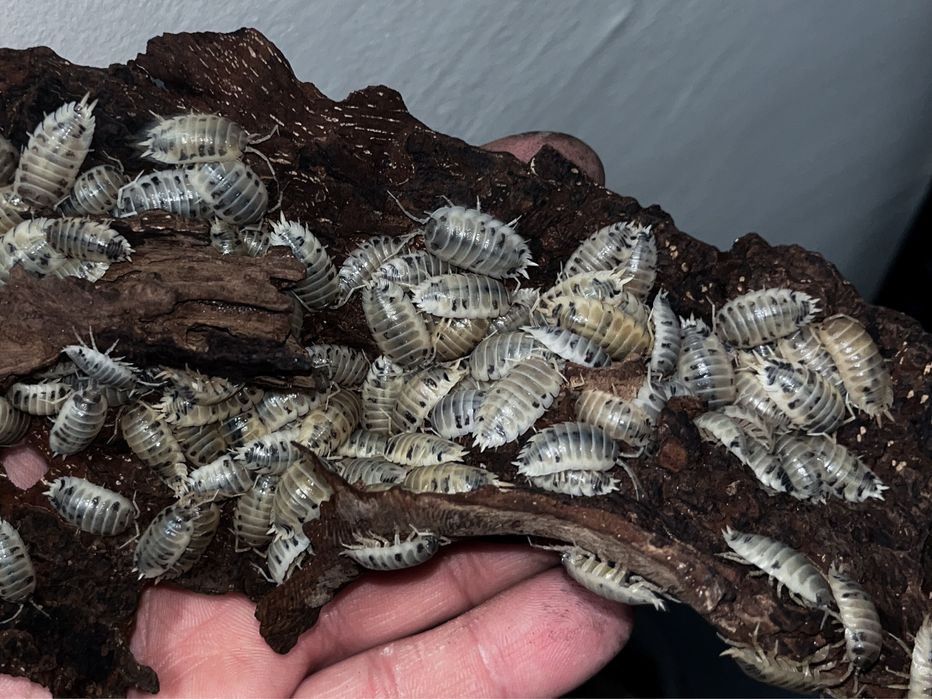 Porcellio laevis “Dairy Cow” - zamiana na isopody i wije