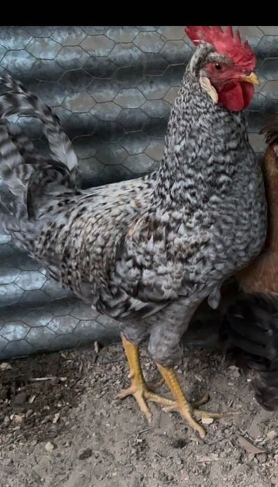 cream legbar raça pura