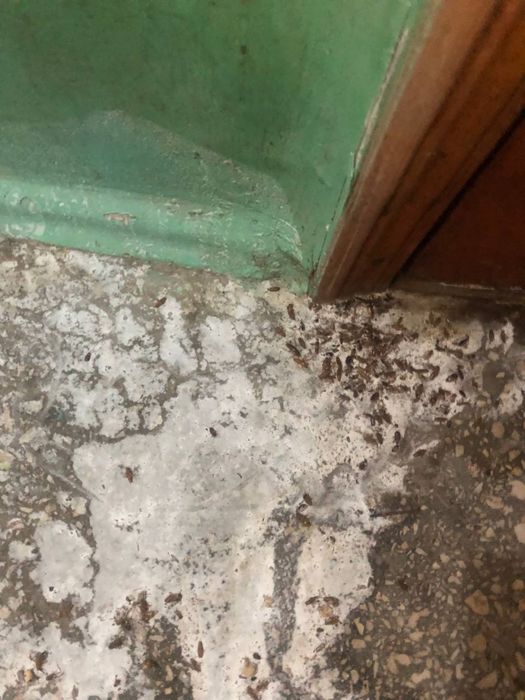 Травля тарганiв травля тараканов , травля крыс травля ос травля клопов