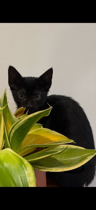 Duas gatinhas bebes - para adocao conjunta