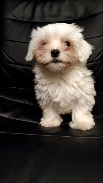 Девченка Мальтеза  родословна