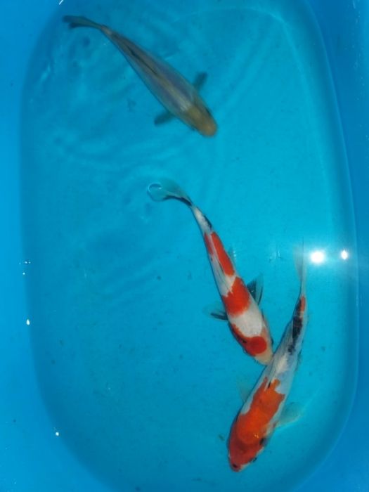 Карпи    коі